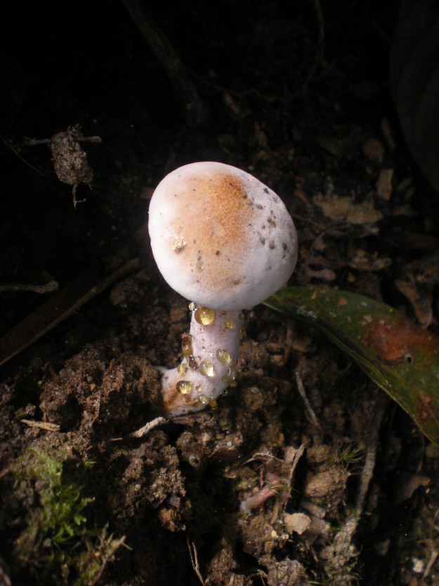 Reino: Fungi.